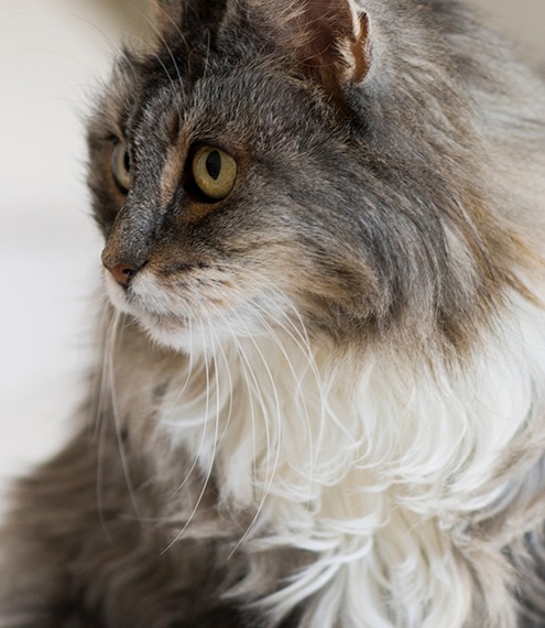 cuándo se considera viejo un gato